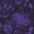 Violet Carpet Package.png